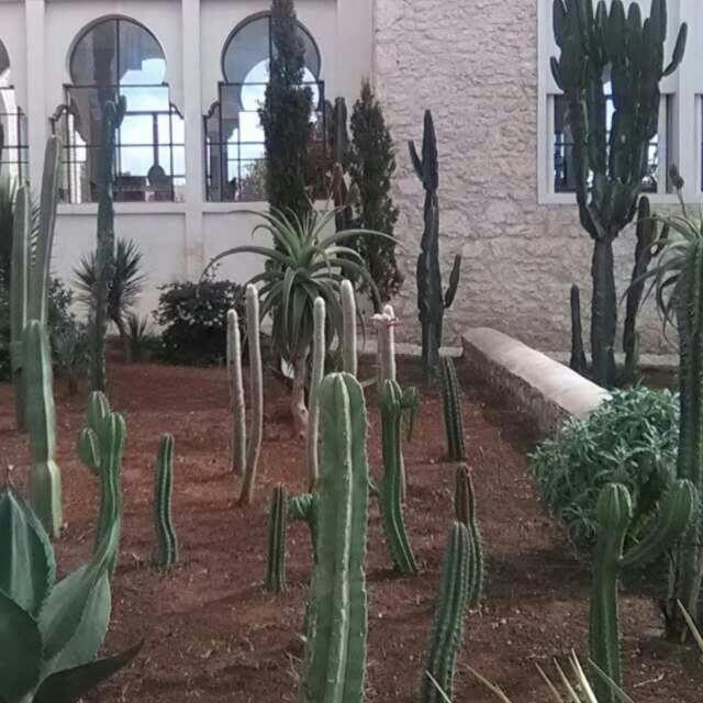 Les Jardins De Mogador Yoga Et Spa Essaouira Ngoại thất bức ảnh